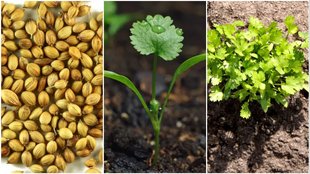 How to grow coriander from seeds in 4 days