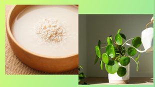 How do you make rice water fertilizer for plants