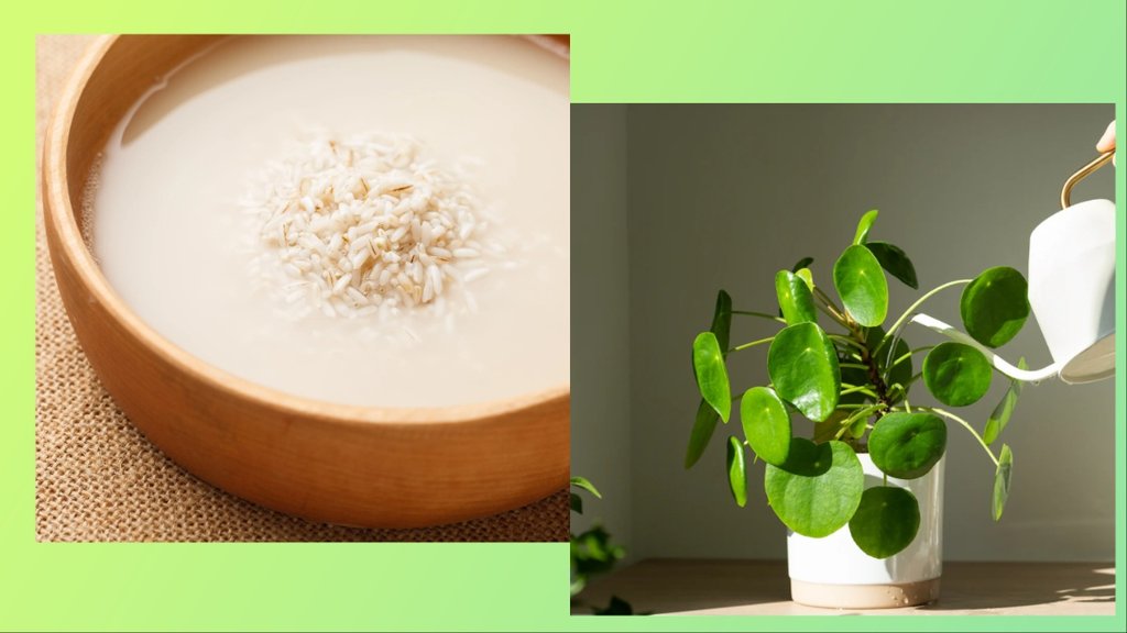 How do you make rice water fertilizer for plants