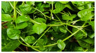 Poi saag recipe for weight loss in hindi
