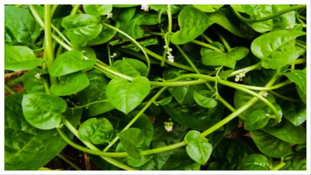 Poi saag recipe for weight loss in hindi Poi saag recipe for weight loss in hindi