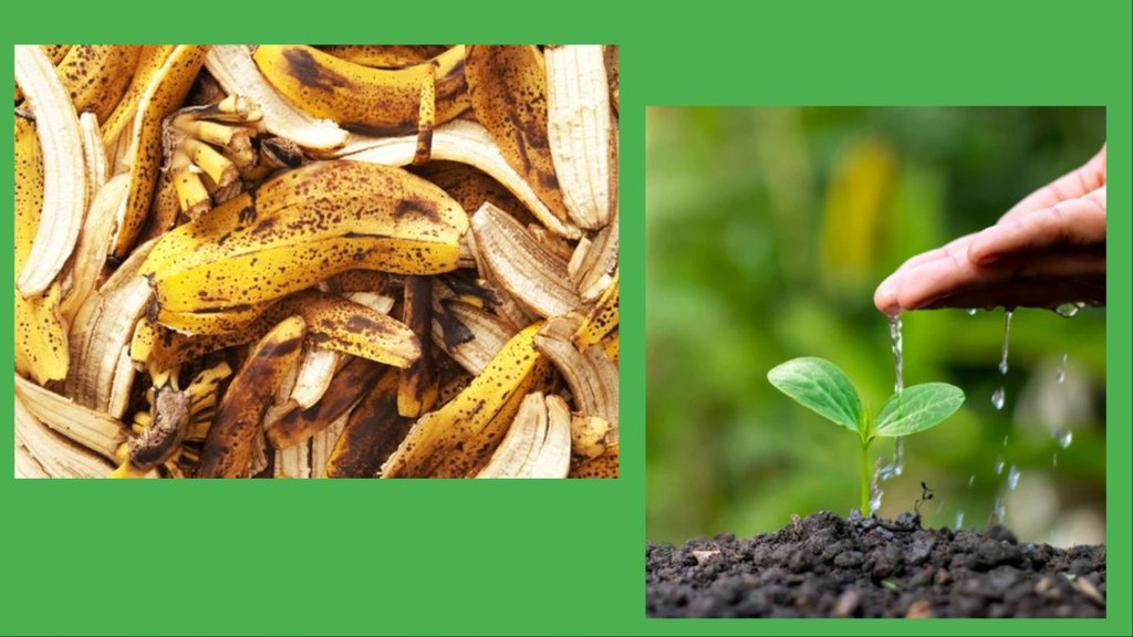 banana fertilizer recipe in hindi