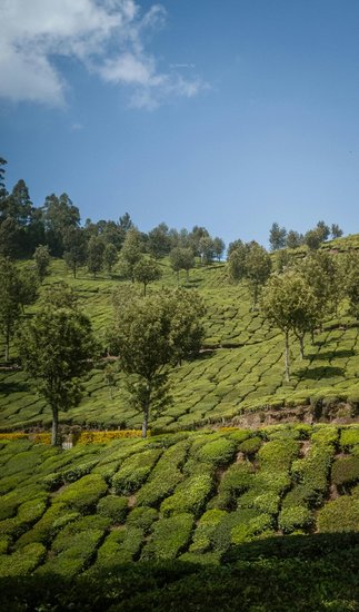 Munnar Kerala