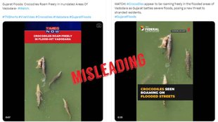 Misleading claim about crocodiles roaming in Vadodara, Gujarat