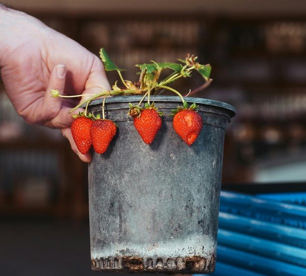 Organic-fertilizers-for-strawberries