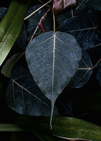 Peepal tree for respiratory health