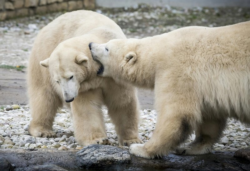 Polar Bears