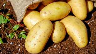 Potato