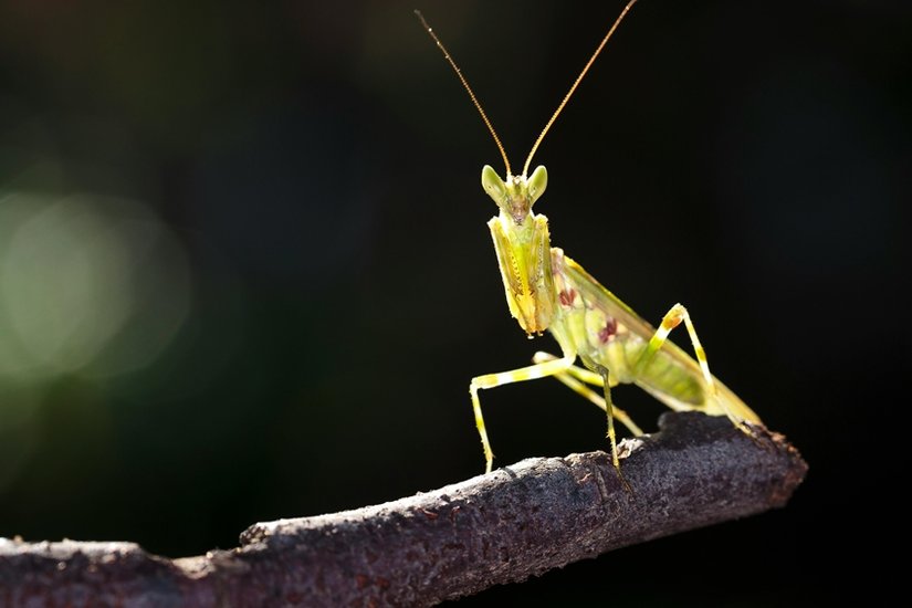 Praying Mantis