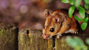 Rodent deterrents