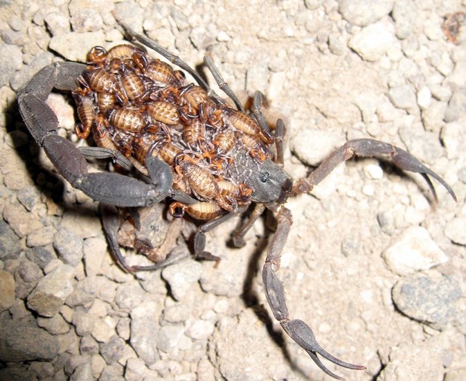 Scorpions