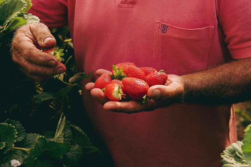 Strawberry-farming-from-September-to-November
