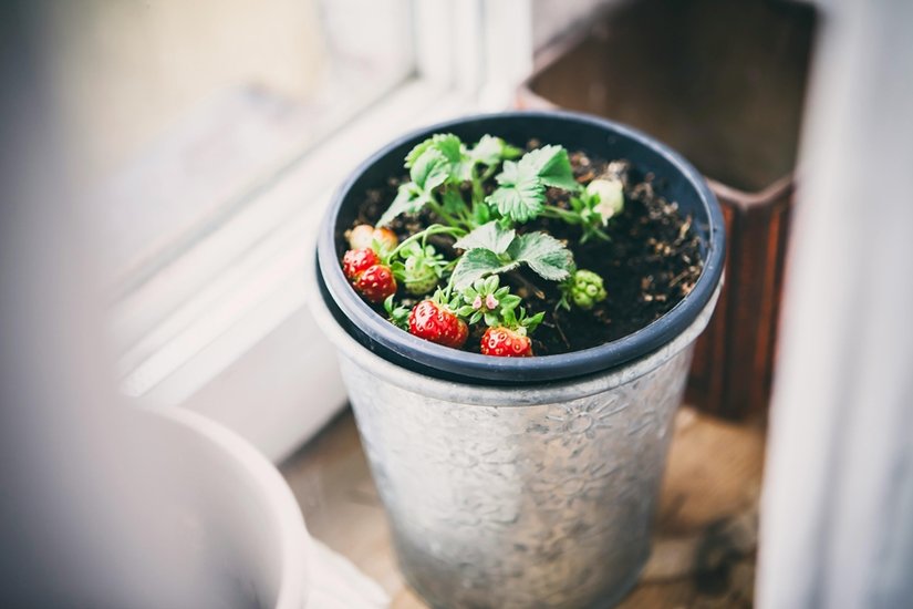 Strawberry-growing-in-Indian-climate