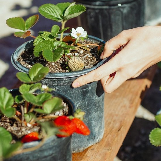 Strawberry-planting-guide