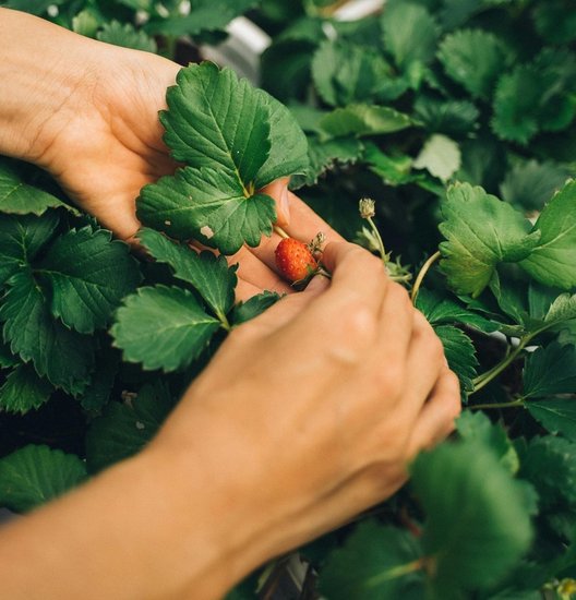 Strawberry-varieties-for-India
