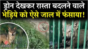 The most cunning man-eating wolf was caught