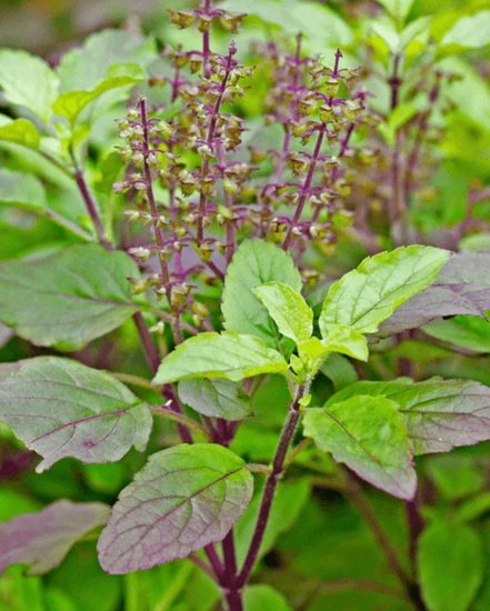 Tulsi for cold and cough