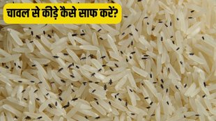 Rice weevil । Rice weevil Remedies । Kitchen Hacks । how to clean rice । How do you clean dirty rice
