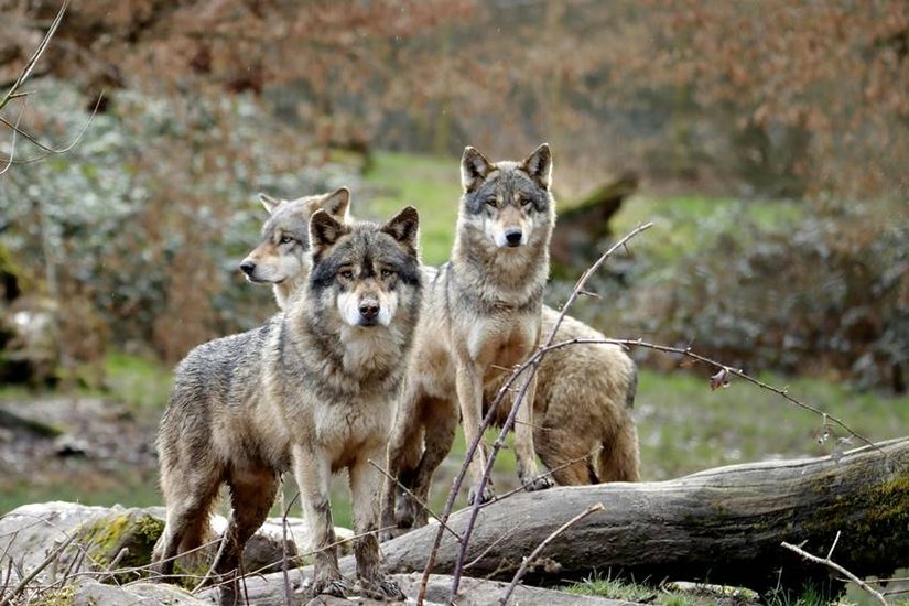 wolf interesting facts