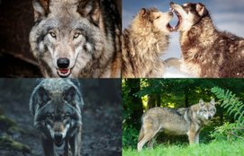 Where is the world's most dangerous and powerful wolf found
