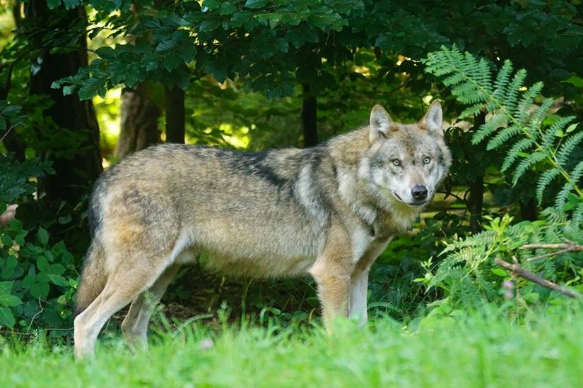 most dreaded wolf
