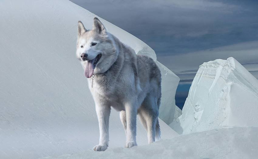most dangerous wolf