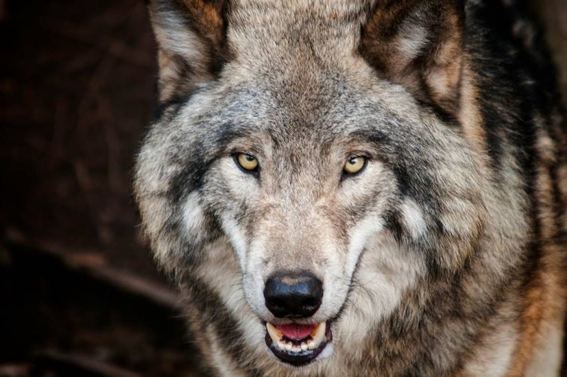 world's most dangerous wolf