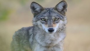 Wolf Attack, Wolf