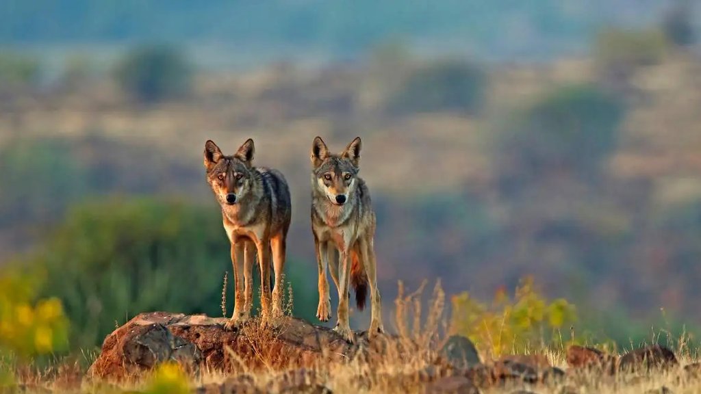 Wolves