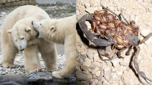 animals