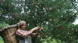 apple orchard, apple production