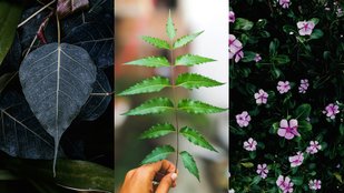ayurveda