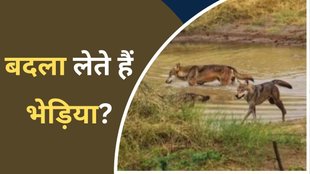 wolves attack| UP wolves| Bahraich attack