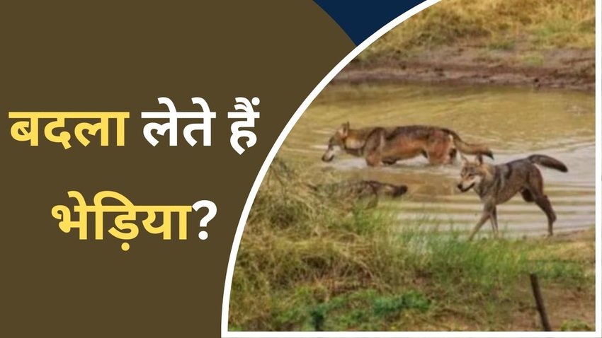 wolves attack| UP wolves| Bahraich attack