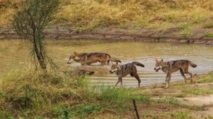 bahraich | wolves attack | uttar pradesh |