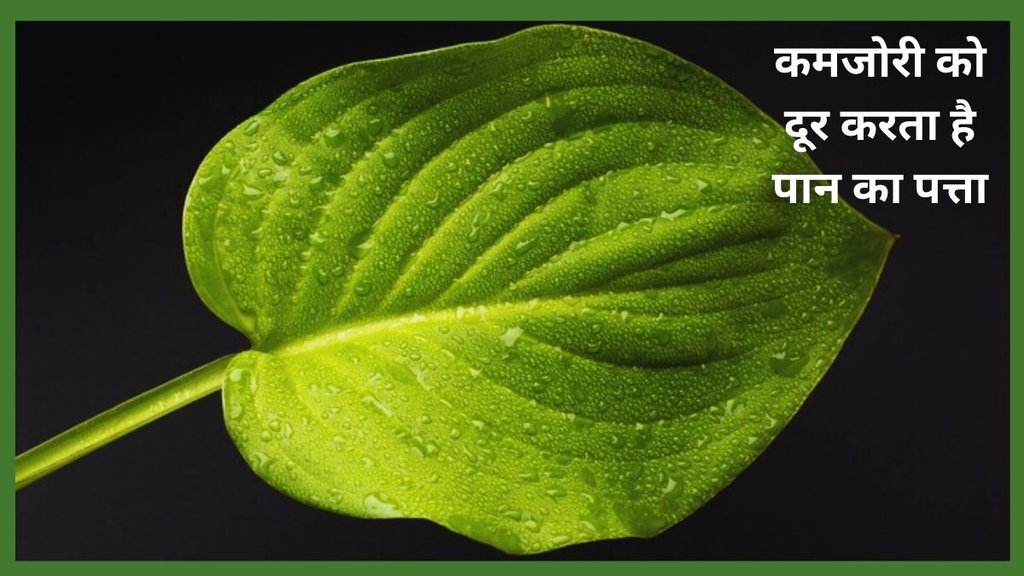 Betel Leaves Benefits for men and women,betel leaves benefits,betel leaves for improve neurological problems,Incredible Benefits Of Betel Leaf, sadhguru tips for bowel movement,betel leaves benefits, betel leaf benefits, interesting facts of betel leaves, betel leaves for lungs, betel leaf benefits for diabetes