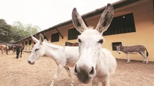 bihar buxar, FIR against 55 people, bihar donkey case