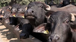 किसान की भैंस हुई चोरी, रिपोर्ट लिखने के लिए पुलिस वालों ने मांगा जानवर का आधार कार्ड