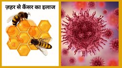 कैंसर कोशिकाओं को सिर्फ 1 घंटे में मार सकता है मधुमक्खी का ज़हर, वैज्ञानिकों ने किया खुलासा, रिसर्च से जानिए कैसे