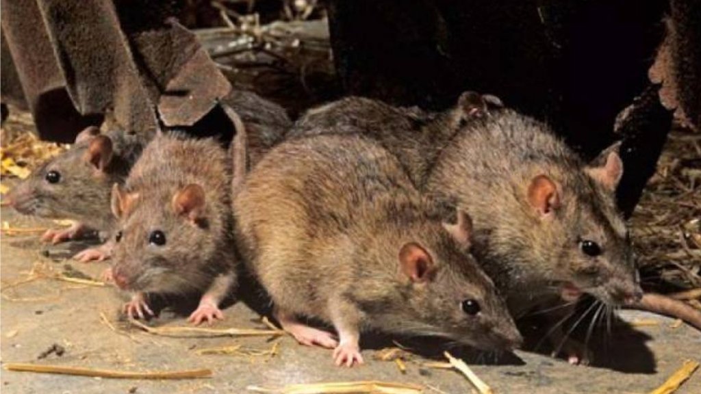 chuhe, rat, gaanja