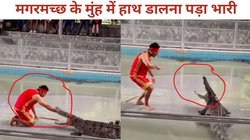 मगरमच्छ के जबड़े में हाथ डालकर स्टंट कर रहा था शख्स, आखिर में वही हुआ जिसका डर था, देखें Viral Video