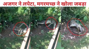 crocodile, python, crocodile python fight