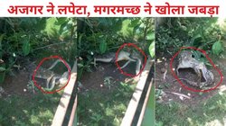 अजगर पर मगरमच्छ ने किया हमला, सांप ने भी दिखाया रौद्र रूप, युद्ध में दोनों आमने-सामने, Viral वीडियो देख तेज हो जाएंगी धड़कनें