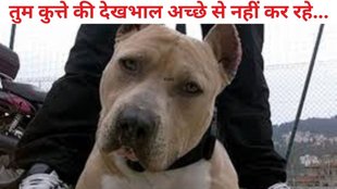 Maharashtra, Dog, Pet Dog