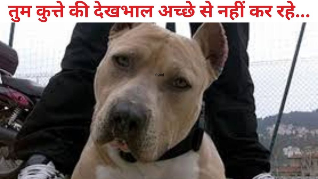 Maharashtra, Dog, Pet Dog