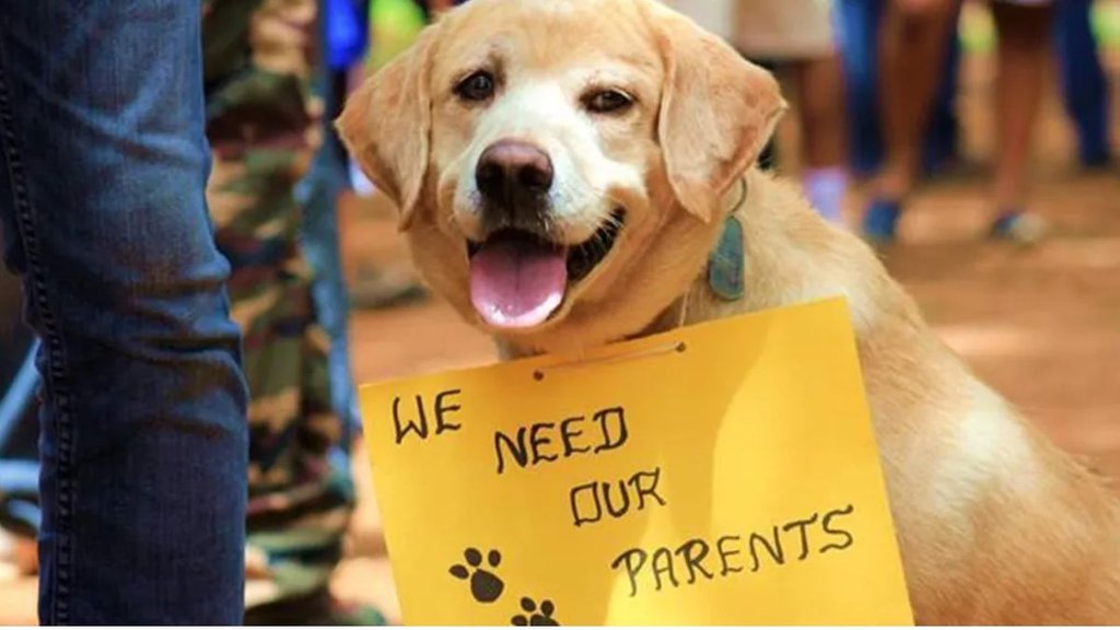 pet dog| pet cat| china pet| china population
