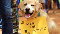 चीन में बच्चों से ज्यादा होंगे कुत्ते! रिपोर्ट सामने आई तो थम गईं राष्ट्रपति जिनपिंग की भी सांसें