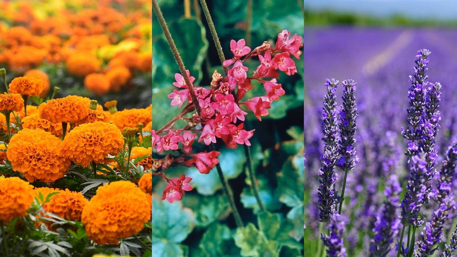 10 Best Landscaping Flowering Plants to Brighten Your Garden Space ...