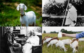 Why did Bapu drink only goat s milk?