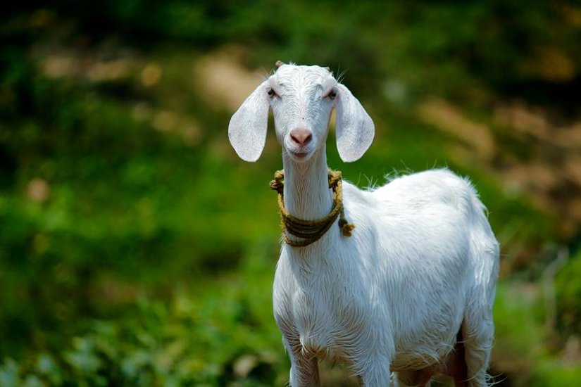 5 Benefits of Goat Milk